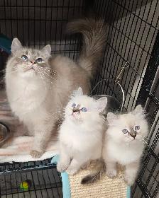 Beautiful Blue-Eyed Ragamese Kittens - Photo 5