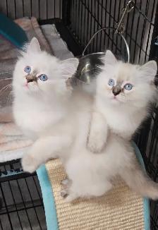 Beautiful Blue-Eyed Ragamese Kittens - Photo 6