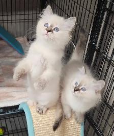 Beautiful Blue-Eyed Ragamese Kittens - Photo 7