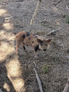 Castrated duroc cross