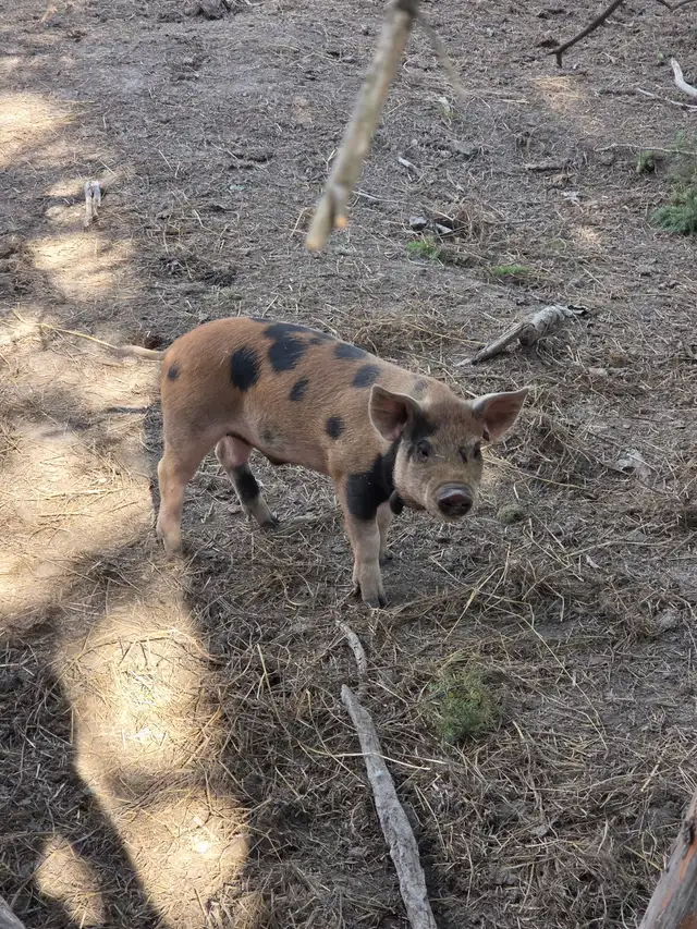 Castrated Duroc Cross