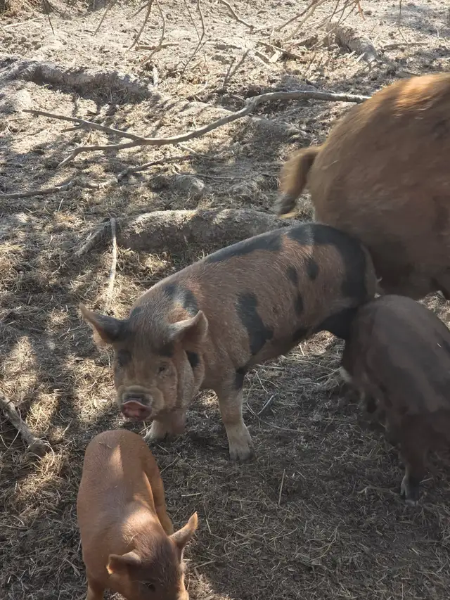 Intact Kunekune cross