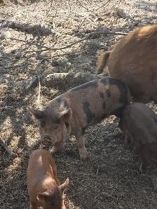 Intact Kunekune cross