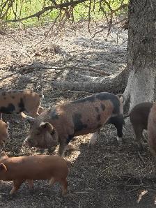 Intact Kunekune cross - Photo 2