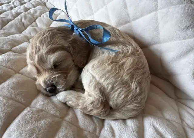 Sable coloured Cockapoo puppies