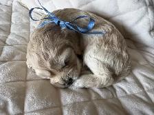 Sable coloured Cockapoo puppies - Photo 2