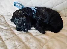 Sable coloured Cockapoo puppies - Photo 3