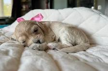 Sable coloured Cockapoo puppies - Photo 5