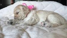 Sable coloured Cockapoo puppies - Photo 6
