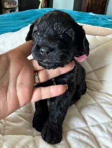 Sable coloured Cockapoo puppies - Photo 7