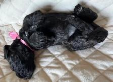Sable coloured Cockapoo puppies - Photo 8