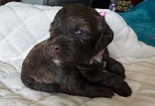 Sable coloured Cockapoo puppies - Photo 9