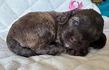 Sable coloured Cockapoo puppies - Photo 10