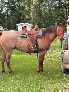 BIG ROAN BARREL PROSPECT - Photo 6