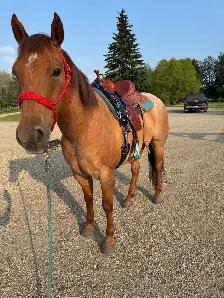 BIG ROAN BARREL PROSPECT - Photo 7