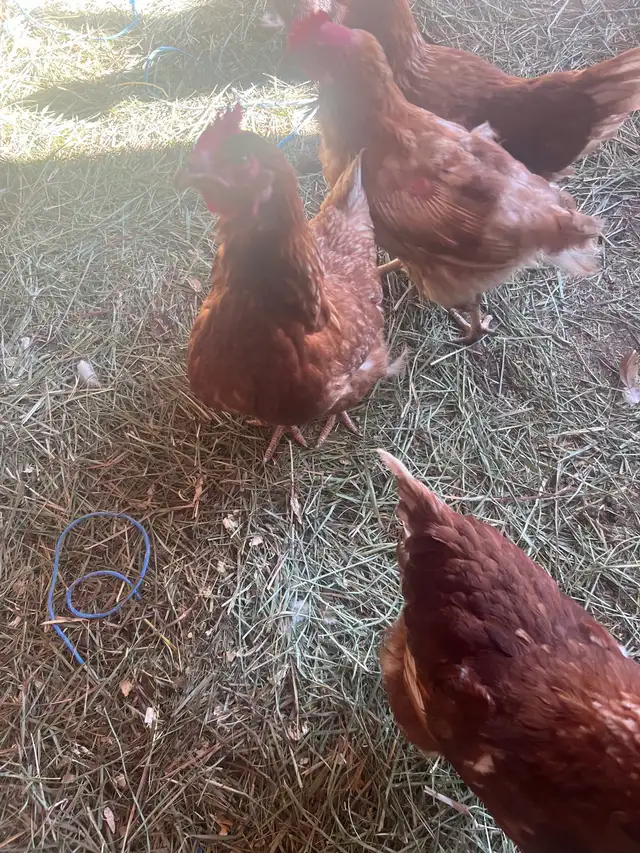 Chickens - Laying Hens