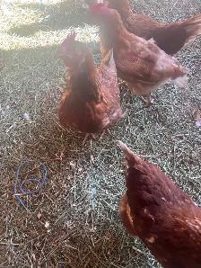 Chickens - Laying Hens