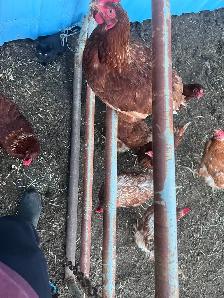 Chickens - Laying Hens - Photo 2