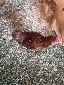 Chickens - Laying Hens - Photo 3