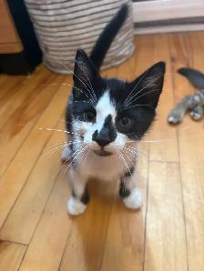 chatons 2 mois