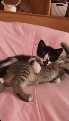 chatons 2 mois - Photo 2
