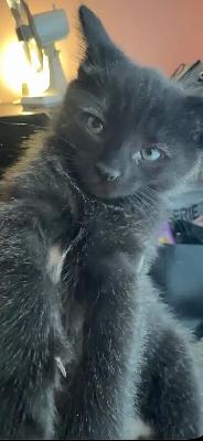 chatons 2 mois - Photo 3