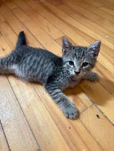chatons 2 mois - Photo 4