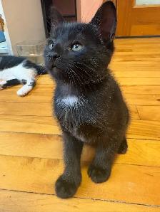 chatons 2 mois - Photo 5