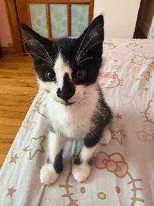 chatons 2 mois - Photo 6