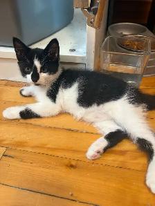chatons 2 mois - Photo 7