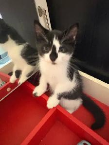 chatons 2 mois - Photo 8