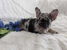 French bulldogs / Bouledogues Français - Photo 5