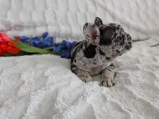 French bulldogs / Bouledogues Français - Photo 6