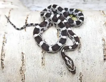 Serpent des blés anery het hypo lavender