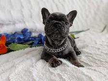 French bulldogs / bouledogues français