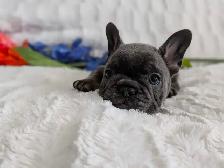 French bulldogs / bouledogues français - Photo 2
