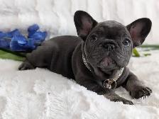 French bulldogs / bouledogues français - Photo 3