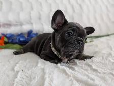 French bulldogs / bouledogues français - Photo 4