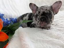 French bulldogs / bouledogues français - Photo 5