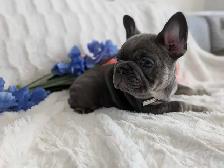 French bulldogs / bouledogues français - Photo 7