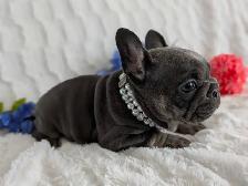 French bulldogs / bouledogues français - Photo 8
