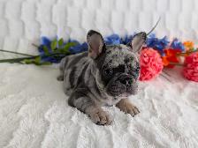 French bulldogs / bouledogues français - Photo 9