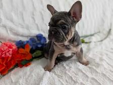 French bulldogs / bouledogues français - Photo 10