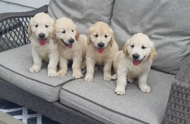 Golden retriever puppies