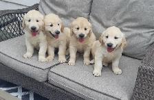 Golden retriever puppies