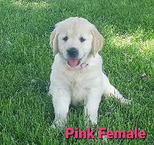 Golden retriever puppies - Photo 2
