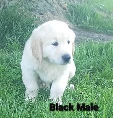 Golden retriever puppies - Photo 3