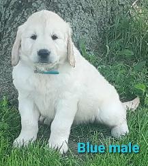 Golden retriever puppies - Photo 4