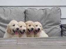 Golden retriever puppies - Photo 5