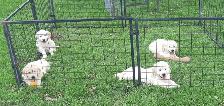 Golden retriever puppies - Photo 7